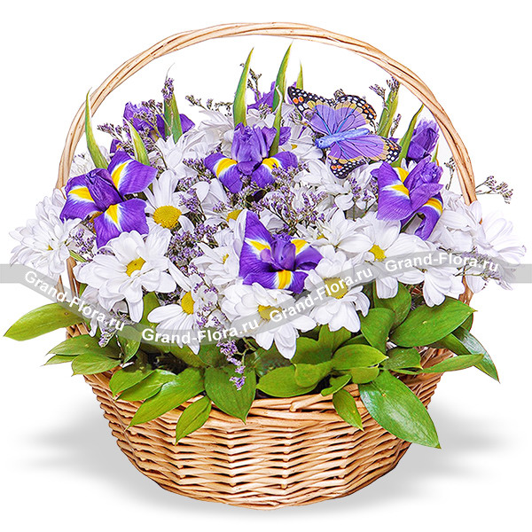Аромат весны - корзина из ирисов и хризантем