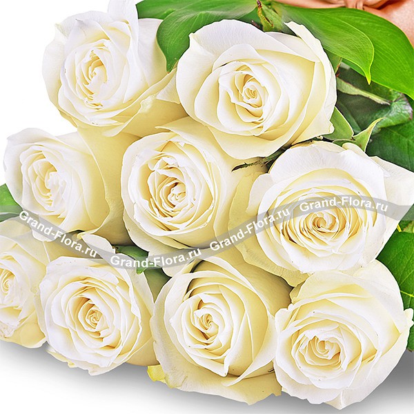 Высокие белые розы (70 см)
