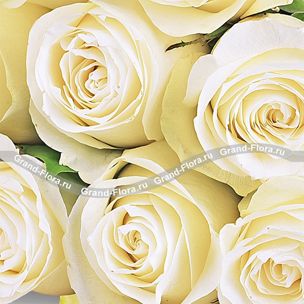 Высокие белые розы (70 см)